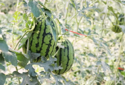 今日吃瓜必吃大瓜网红,揭秘吃瓜必看的热门事件